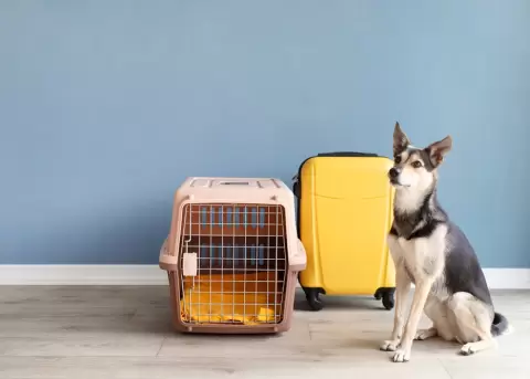 Para poder viajar con el perro, todos los documentos deben estar en regla.