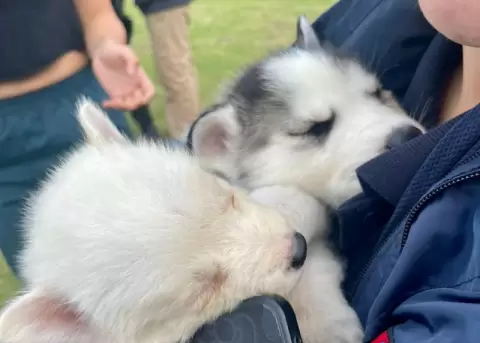 AMC sanciona con USD 4.700 a vendedor de cachorros en parque La Carolina