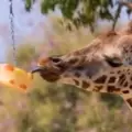 Un zool�gico brinda helados a los animales debido a la ola de calor