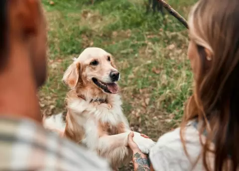 Tener un perro que se adapte a tu estilo de vida, har� que todos se sientan c�modos.