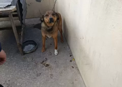 Rescatan a un perro que fue encadenado y abandonado en una vivienda de Quito