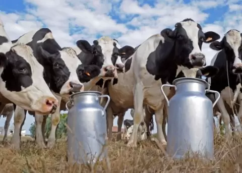 El sector ganadero pide al Gobierno fondos y pol�ticas p�blicas para impulsar su desarrollo