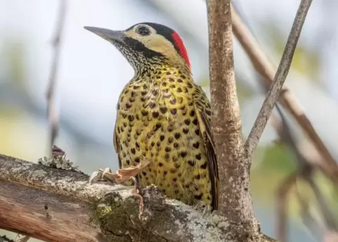La naturaleza sorprende con un p�jaro carpintero con manchas en forma de coraz�n.