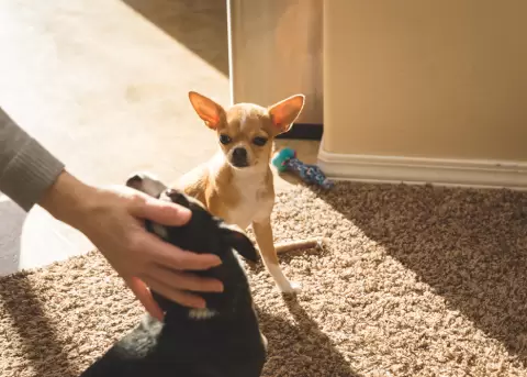 Los perros muestran comportamientos celosos parecido a los ni�os.