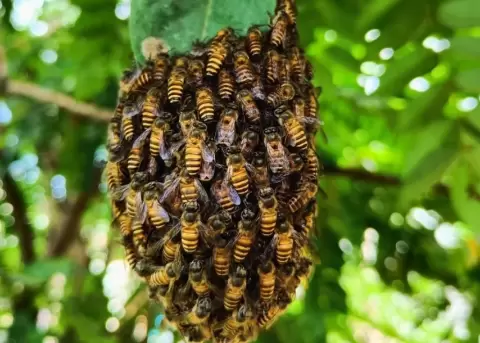 La apiterapia tiene muchos beneficios para nuestra salud.