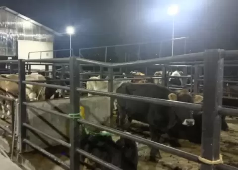 AMC cierra camal en Pintag por operar sin permisos y condiciones insalubres