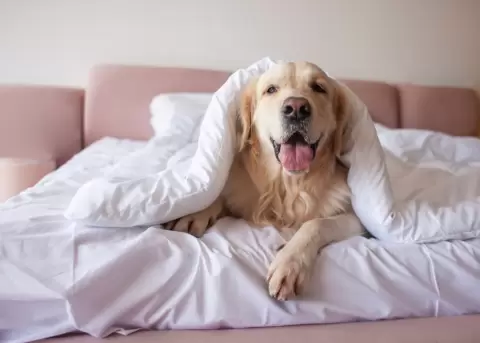 Hu�spedes de un hotel en China pueden elegir dormir con perros.