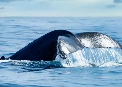 Una ballena jorobada junto a su cr�a nadaban y danzaban en el Pac�fico.