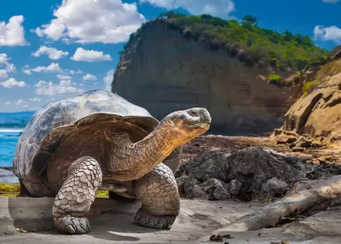 Tortuga Bay est� entre las 100 playas m�s bellas del mundo.