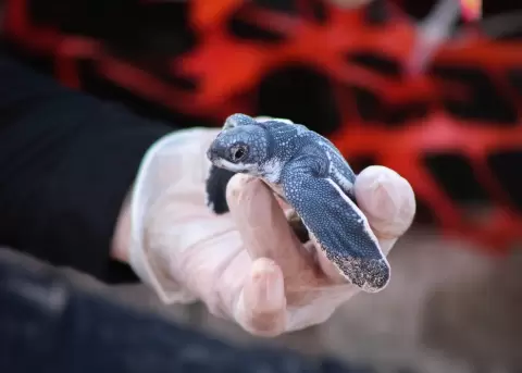 En el zool�gico de Guadalaja hubo un nacimiento hist�rico.