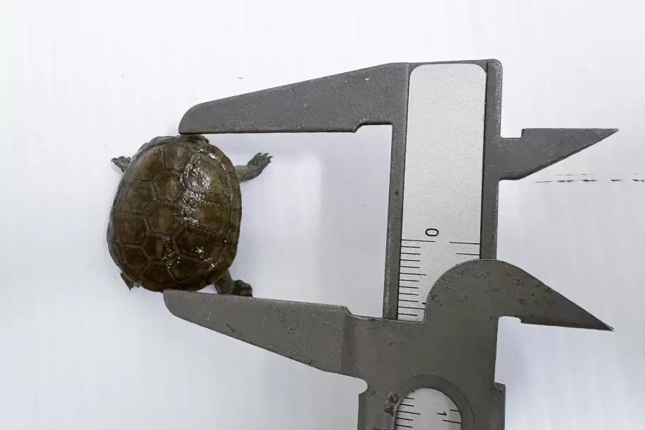 Migaja mide apenas 2 cent�metros.