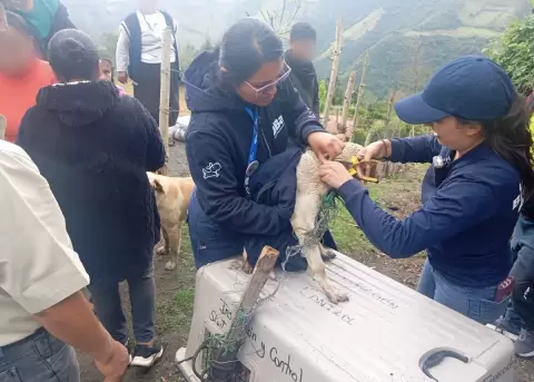 Rescatan a perro encadenado y en condiciones cr�ticas en Quito