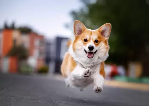 Pa�ses Bajos se convirti� en el primer pa�s a nivel mundial libre de perros callejeros.