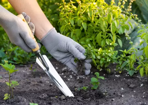Proyecto de Ley de Cannabis en Ecuador.