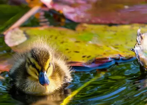 Personal de una fundaci�n fabrican zapatos ortop�dicos para un pato.