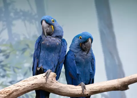 Los guacamayos azules est�n retornando a sus h�bitats naturales.