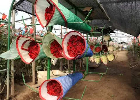 Cosecha de rosas en una plantaci�n en Cayambe, Ecuador.