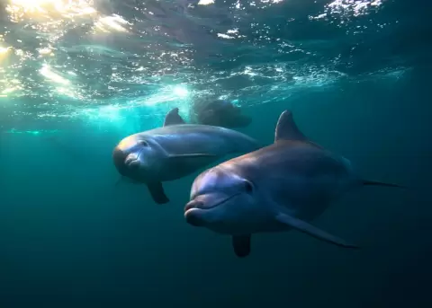 Los delfines Blue y Mart�n env�an un mensaje poderoso al mundo.