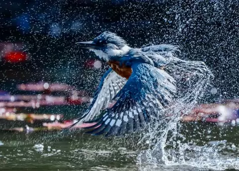 Fot�grafo chileno gan� concurso de fotos de aves.