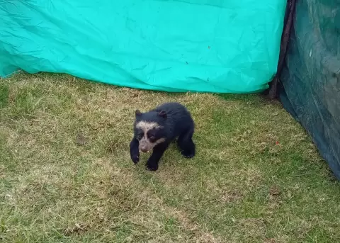 Osezno de oso andino rescatado en Cayambe