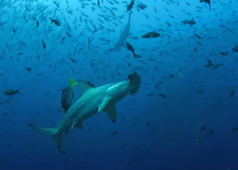 Las Islas Gal�pagos se encuentran ubicadas en el Oc�ano Pac�fico a 972 km de la costa continental del Ecuador.