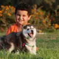 Seg�n un estudio, crecer con perros reduce el riesgo de asma infantil