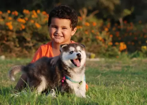 Loas perros son beneficiosos para la salud respiratoria de los beb�s.