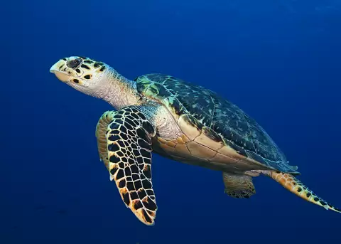 Ecuador ampl�a la Reserva de Bi�sfera Gal�pagos