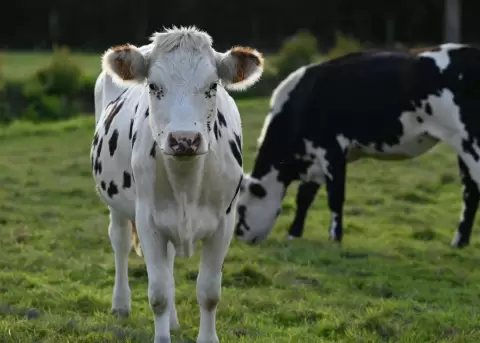 Producci�n Lechera