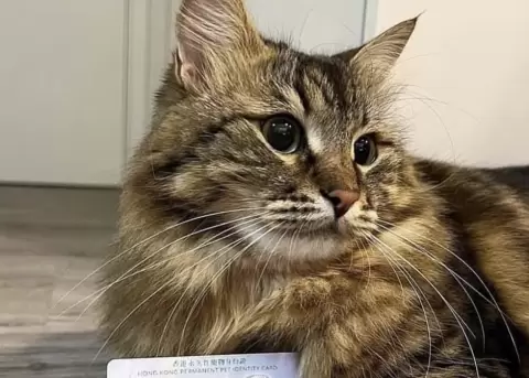 Mascotas en Hong Kong cuentan con su propia c�dula de identidad.