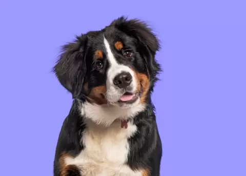 Los perros comprenden miradas y gestos igual en ni�os de dos a�os.