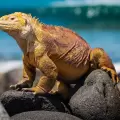 Reintroducen 1.500 iguanas terrestres en la isla Santiago para fortalecer el ecosistema