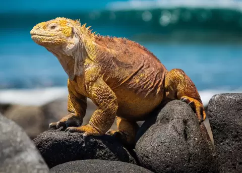 Un total de 1.500 iguanas terrestres (Conolophus subcristatus) fueron reintroducidas entre agosto y octubre de 2025 en la isla Santiago.