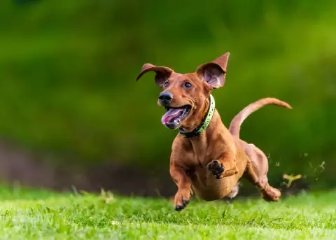 Alemania llev� a cabo la carrera de perros salchicha.