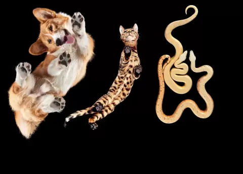 El fot�grafo de Lituania, Andrius Burba logra capturar a los animlaes con un �ngulo distinto.