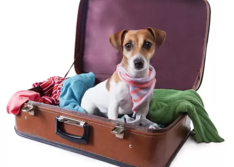 La UE considera mascotas como equipaje legalmente facturable en vuelos.