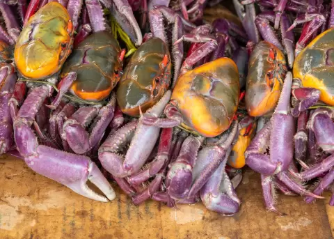 Ecuador no podr� exportar cangrejos por seis a�os.