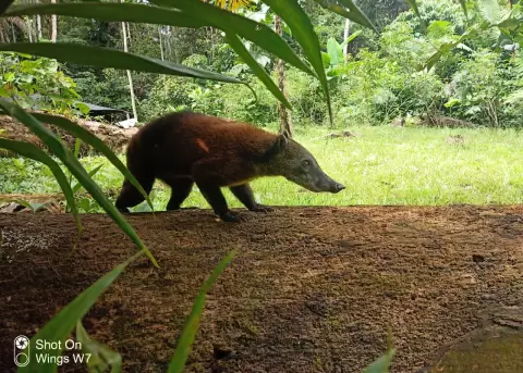 Animales silvestres rescatados en el 2025.