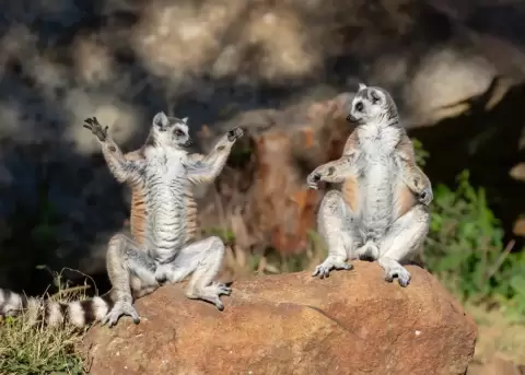 Los animales muestran su lado m�s divertido en los 'Comedy Wildlife Awards'.