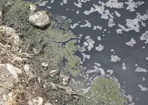 Ambiente anunci� que han iniciado procesos administrativos, sancionatorios y penales por la contaminaci�n en el r�o Daule.