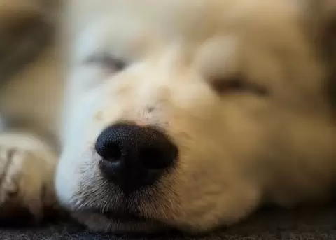 Quito espera reencontrarse pronto con su nueva familia.