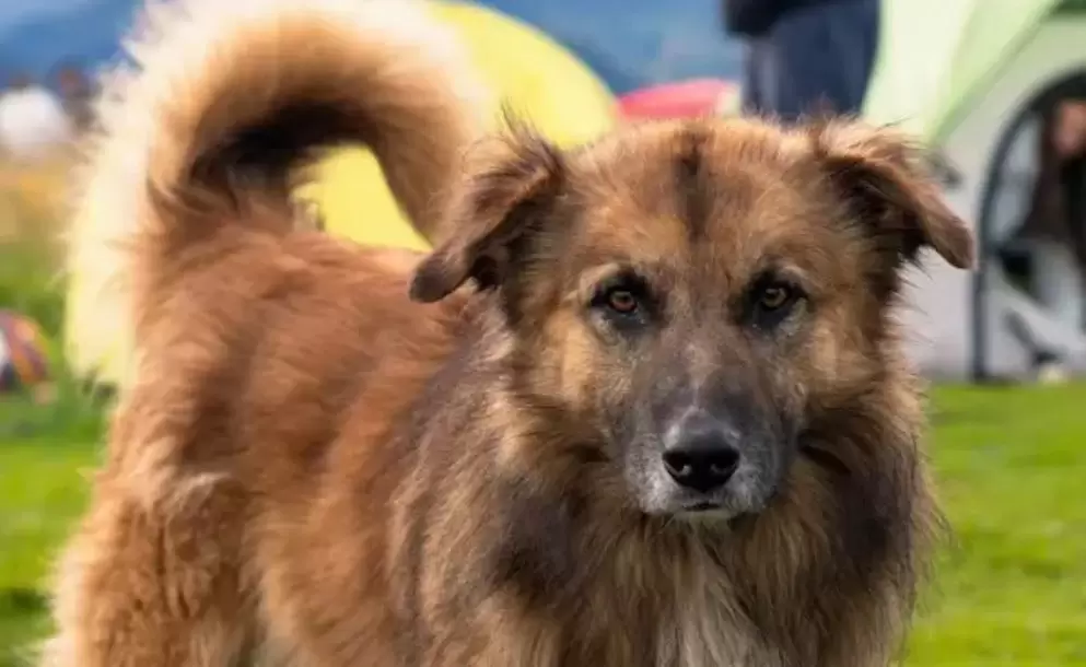 Jachi fue un verdadero hroe en la montaa.