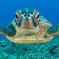 La tortuga verde ya no est� en peligro de extinci�n