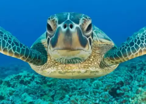 Las tortugas verdes ya no se encuentran en peligro de extinci�n.