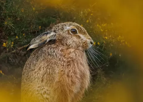 Fotograf�a de un conejo que est� nominada en el concurso