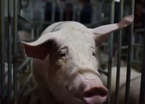 Brote de peste porcina en Europa.