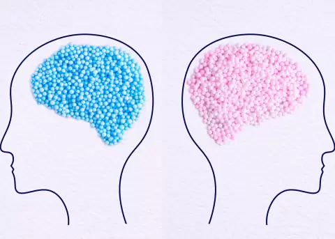 Investigaciones cient�ficas confirman que no existen cerebros "masculinos" o "femeninos".