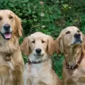 M�s de 2 mil Golden Retrievers se reunieron en Parque Palermo y establecieron un r�cord