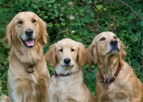 Argentina reuni� a miles de amantes de golden retriever en un solo lugar.