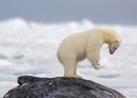 Los osos polares se deslizan en la nieve para adaptarse al clima helado.